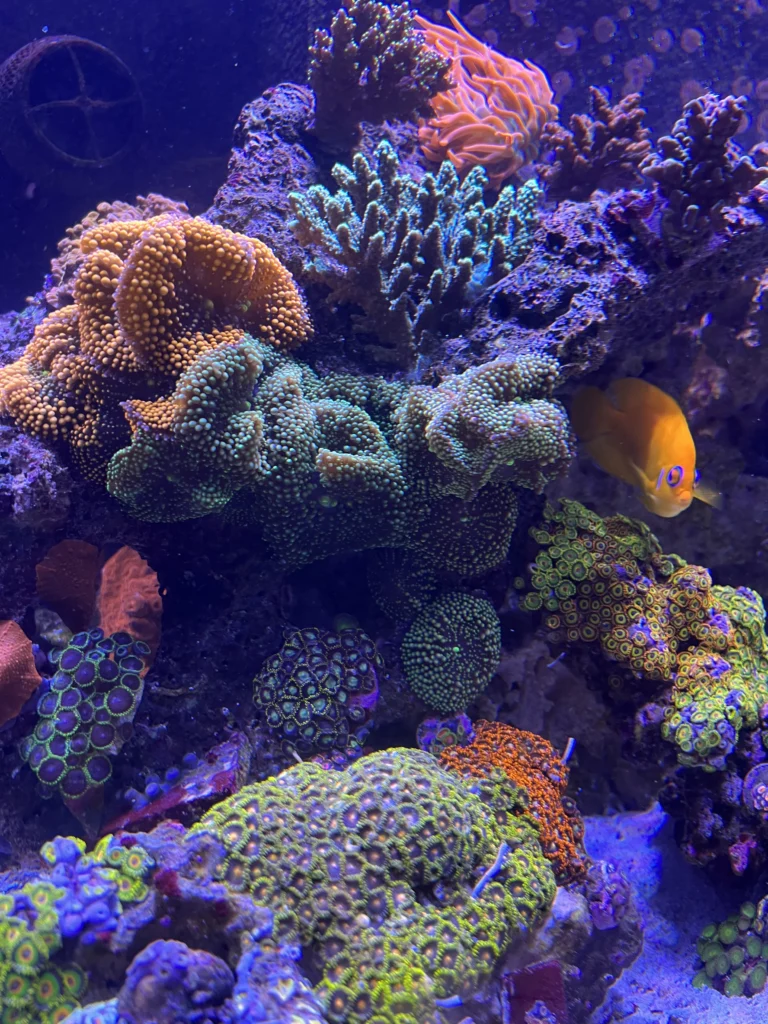 Coral in Brett's personal 240-gallon reef