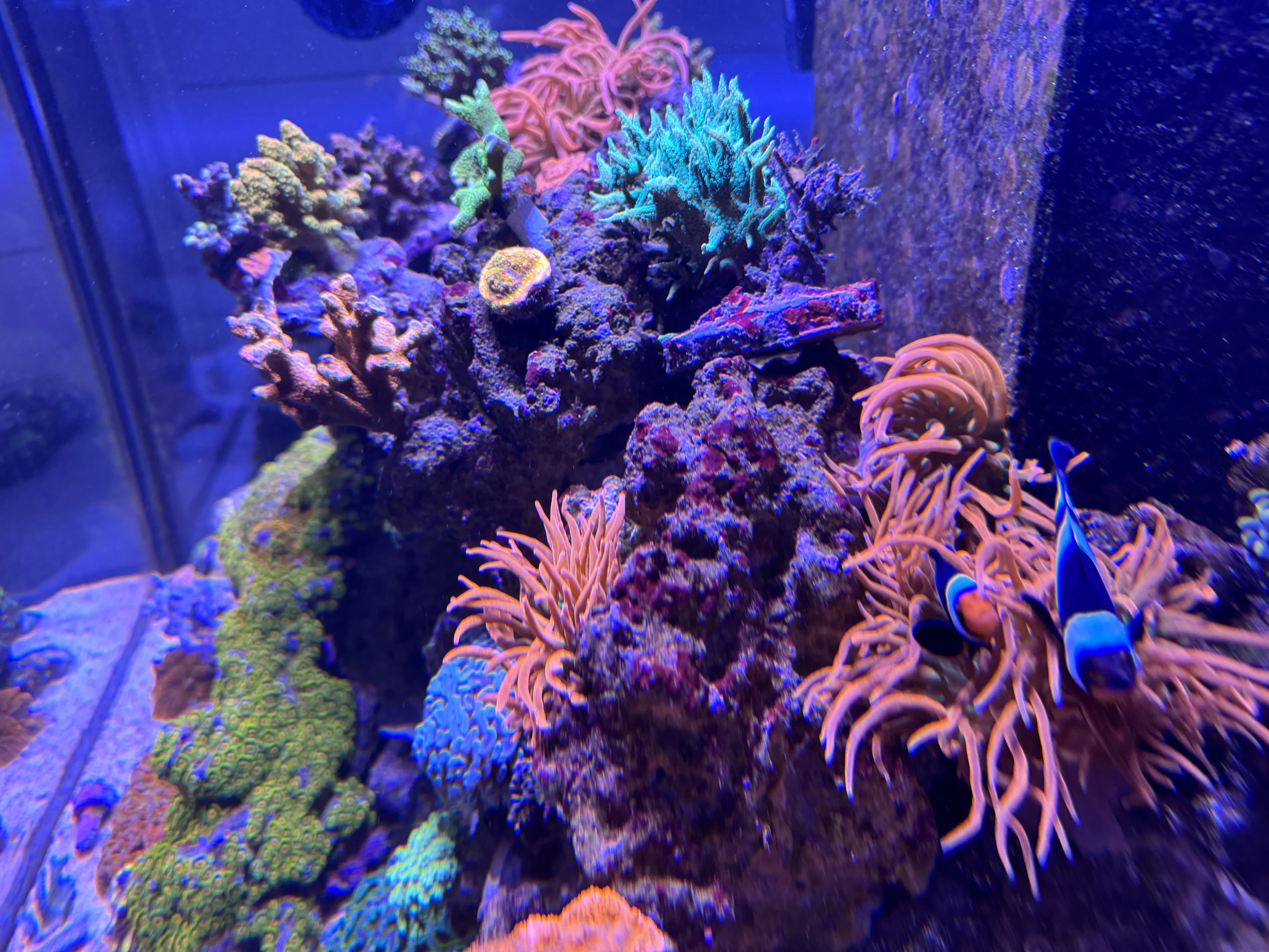 Coral in Brett's personal 240-gallon reef