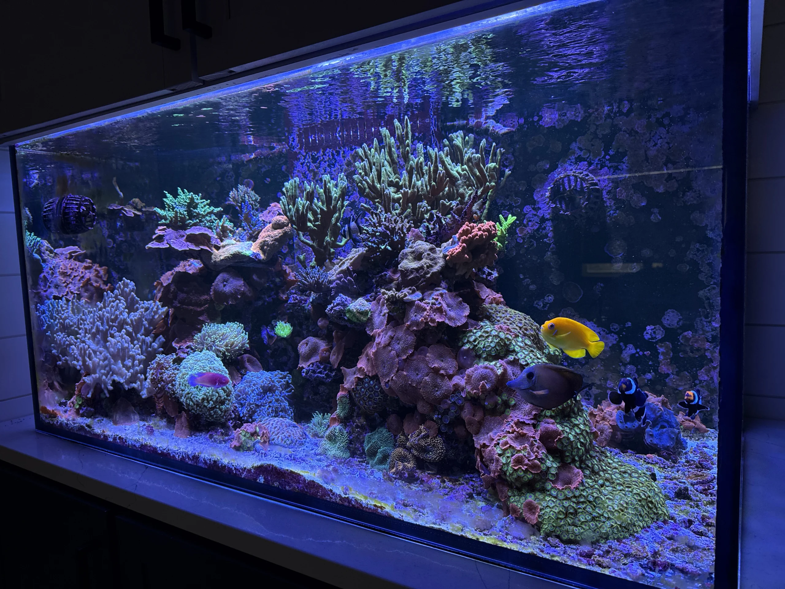 Brett's personal 240-gallon mixed reef