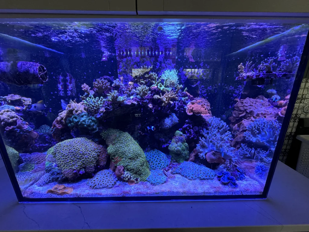Aquacultured coral in Brett's personal reef