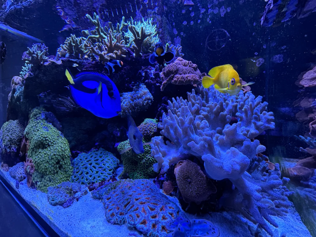 Coral in Brett's personal 240-gallon reef